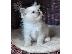 PoulaTo: birman x ragdoll